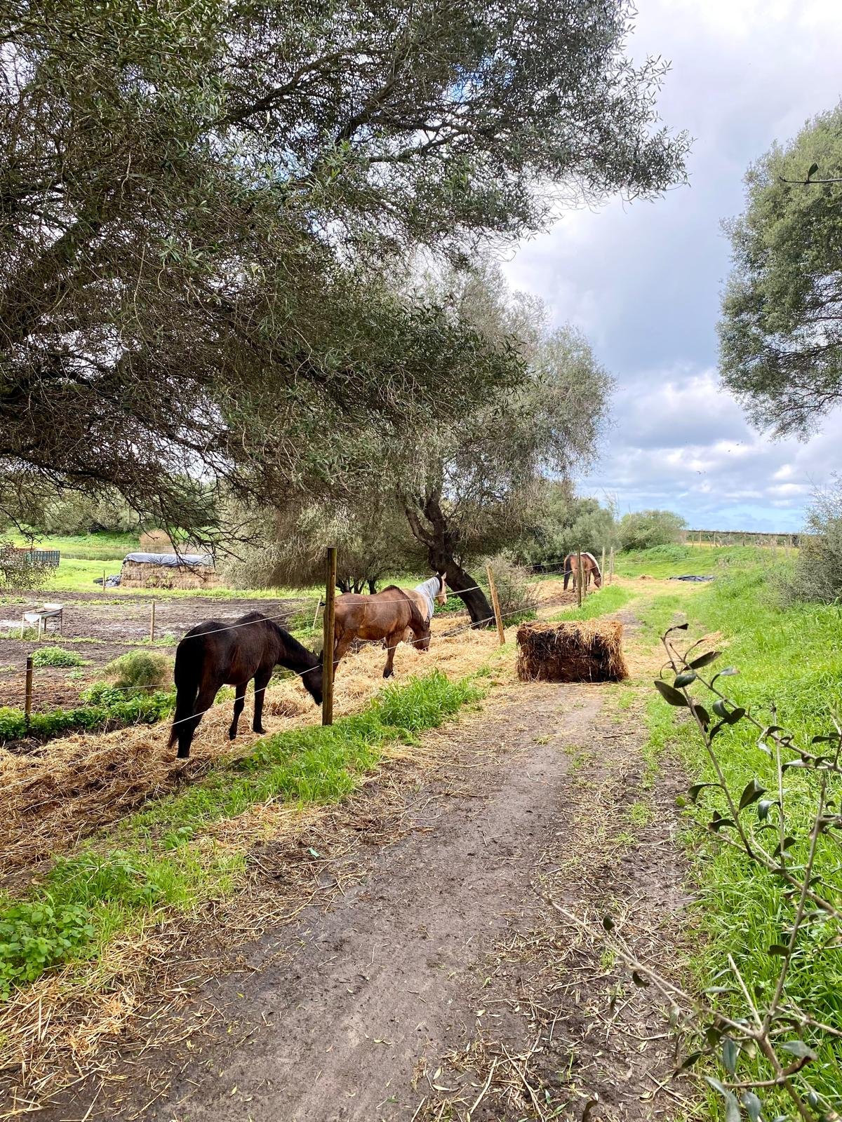 Retreat venue with horses (2).jpeg