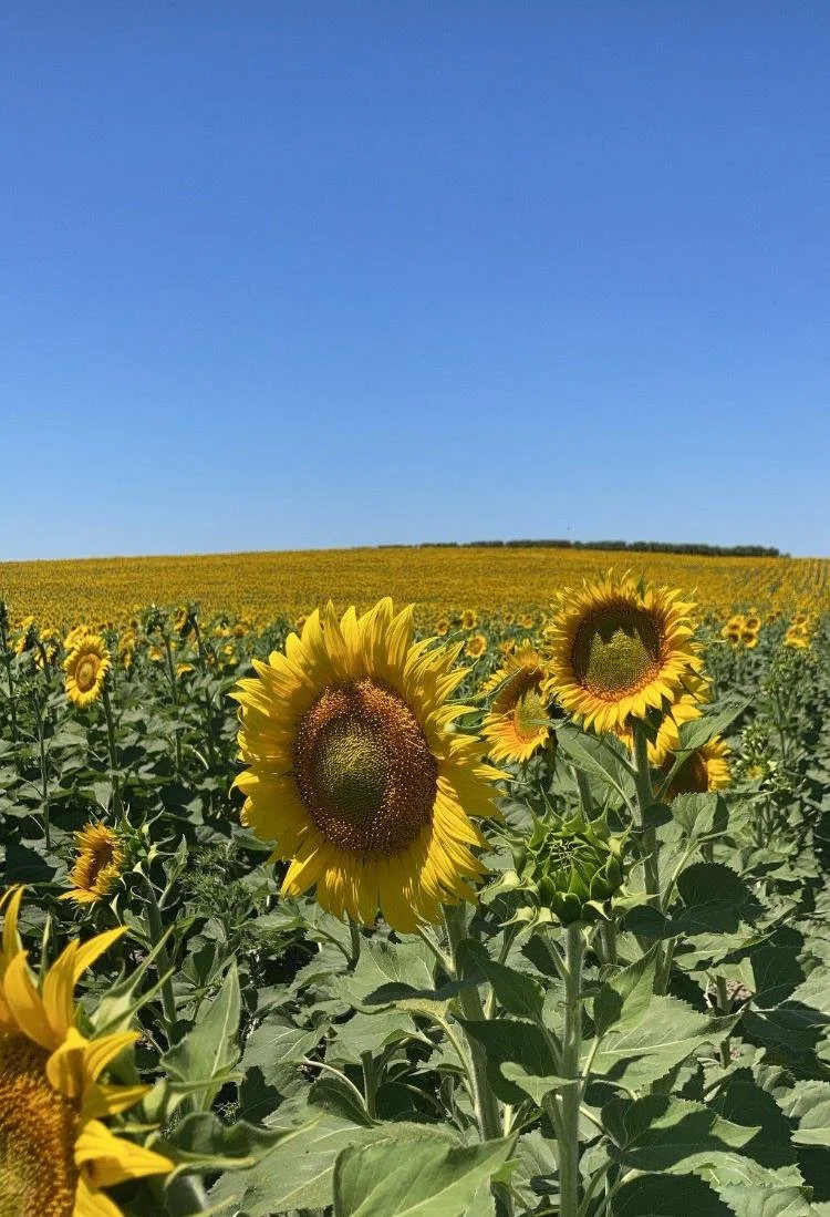 Sunflowers - Divinities in Jerez de la Frontera, Spain.jpeg