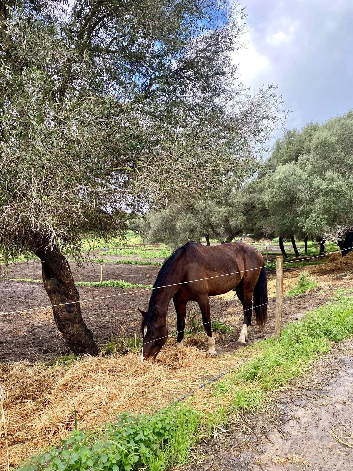 Retreat venue with horses (1).jpeg
