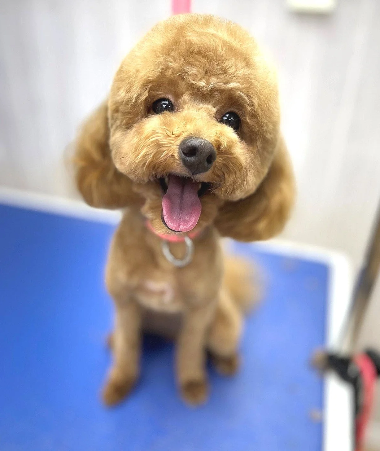 poochon.jpg