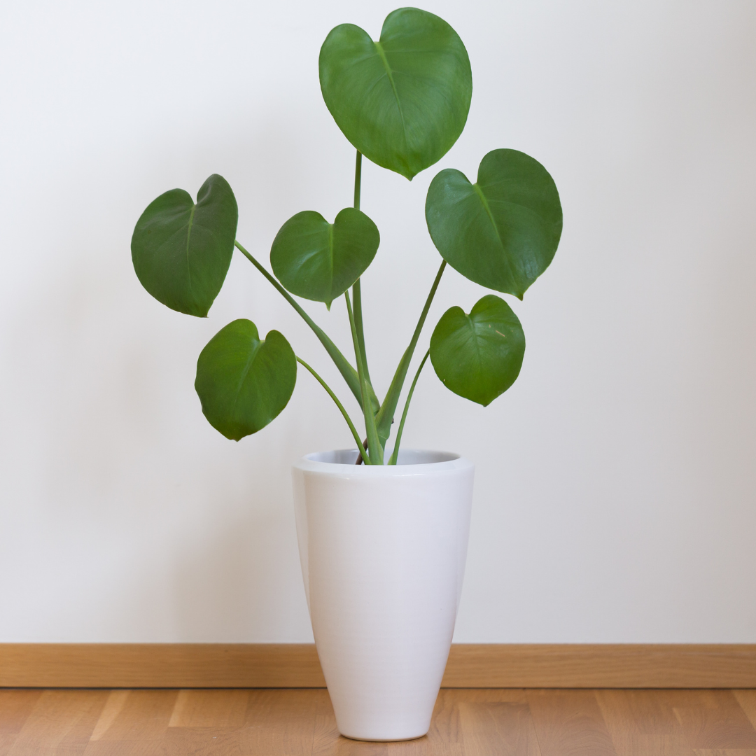 philodendron micans halo Philodendron Micans Halo Variegata - Rare plants main image 0