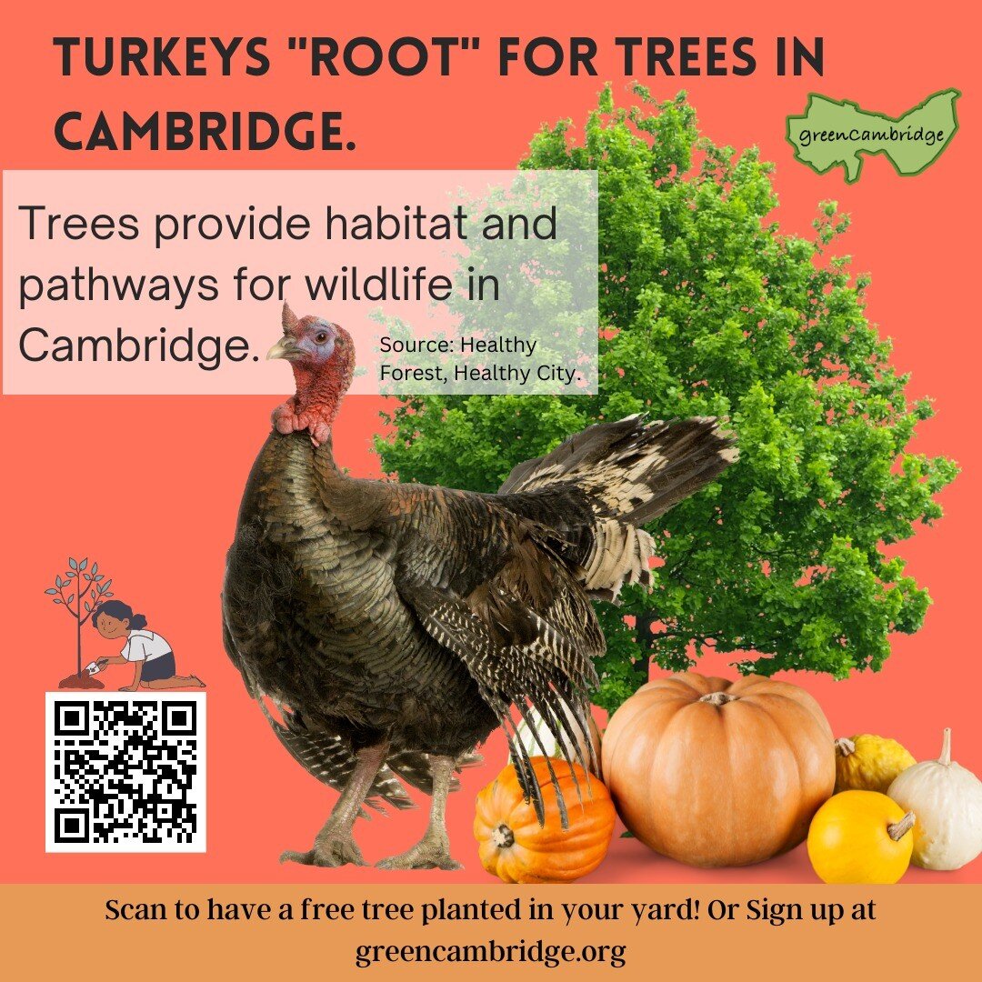 Is everyone enjoying the beautiful New England fall trees? We know our local turkey friends are. Help us fight climate change and add beautiful tree canopy to Cambridge. Sign up to have our Canopy Crew plant a tree in your yard for FREE!

Thank you t