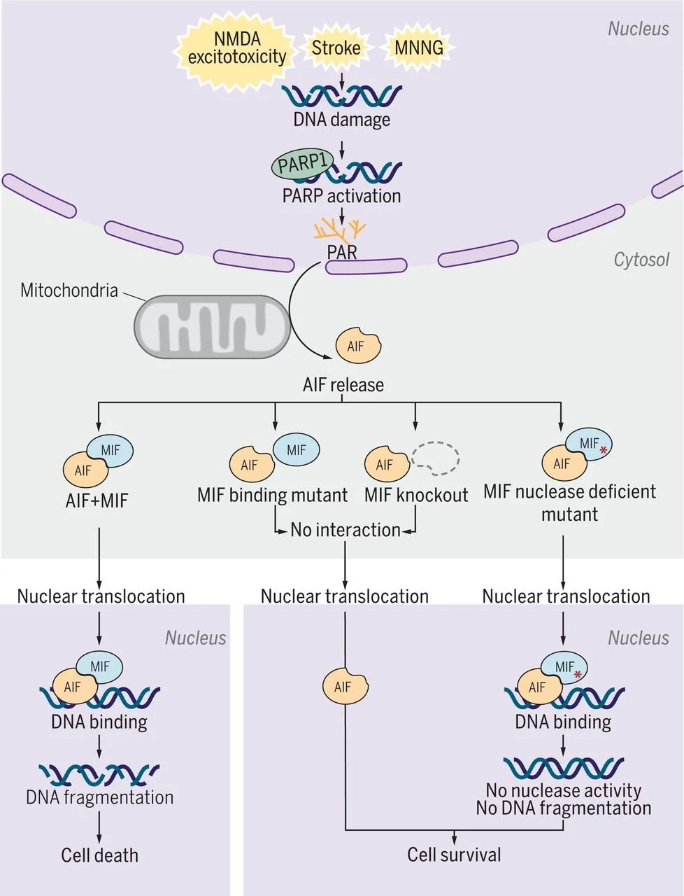 A Nuclease that Mediates PARP-1–Induced Cell Death