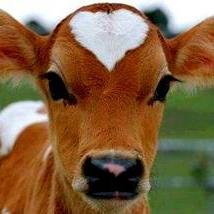 Joash Raw Milk, Blountstown, FL (Copy)