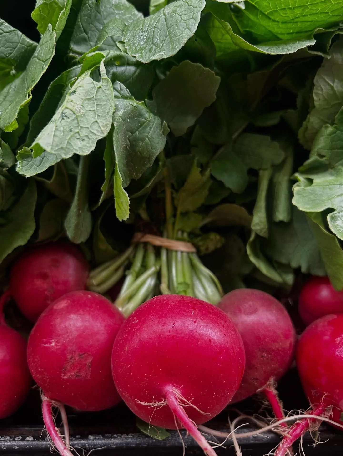 Here&rsquo;s a glimpse at our produce department🫜🥕! Did you know that Pomegranates are one of the oldest fruits in the world!! They&rsquo;re over 4,000 years old.
Special shoutout to @fullearthfarm they have THE BEST produce and we just so happen t