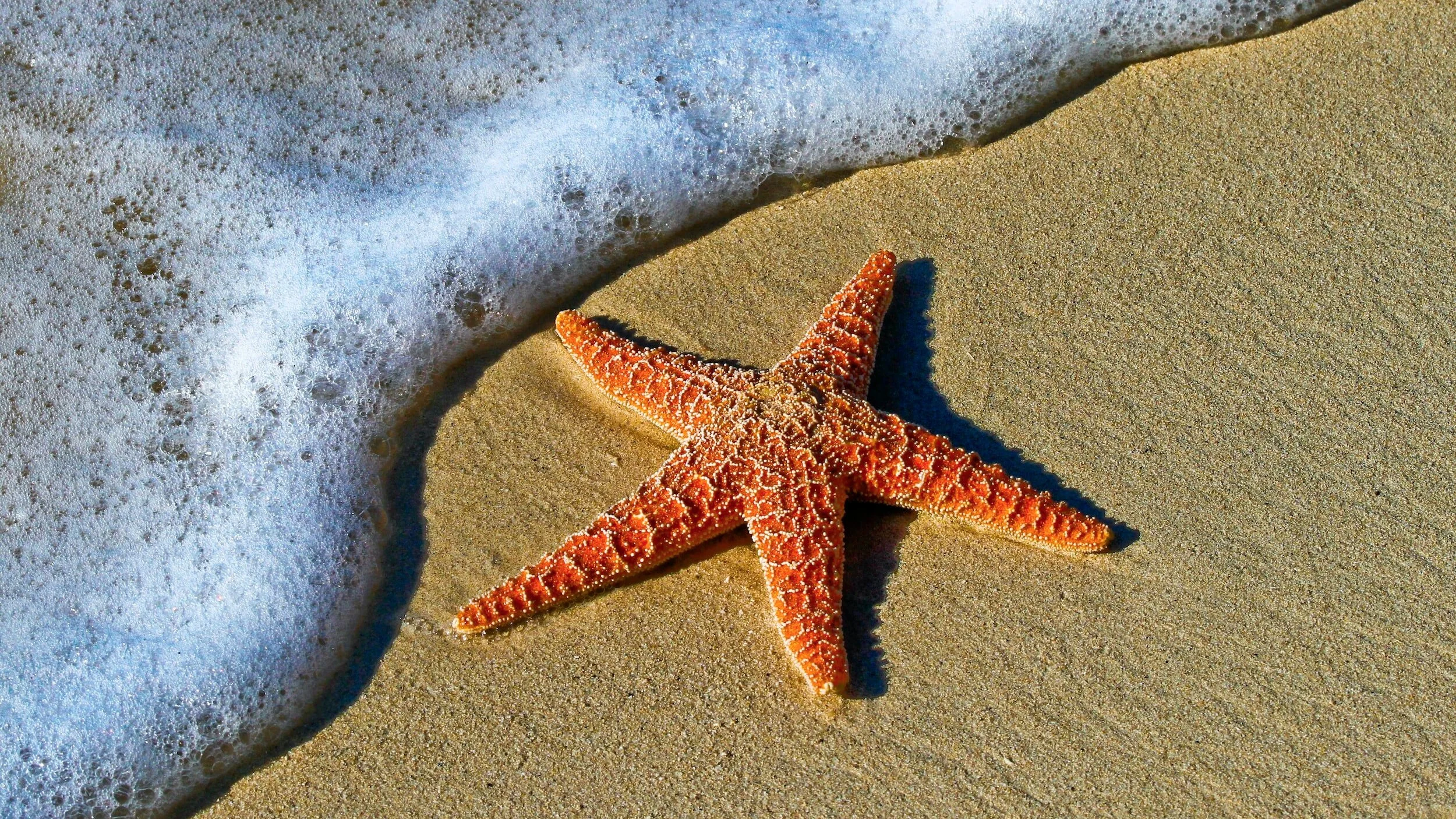 A Summer To Be A Member