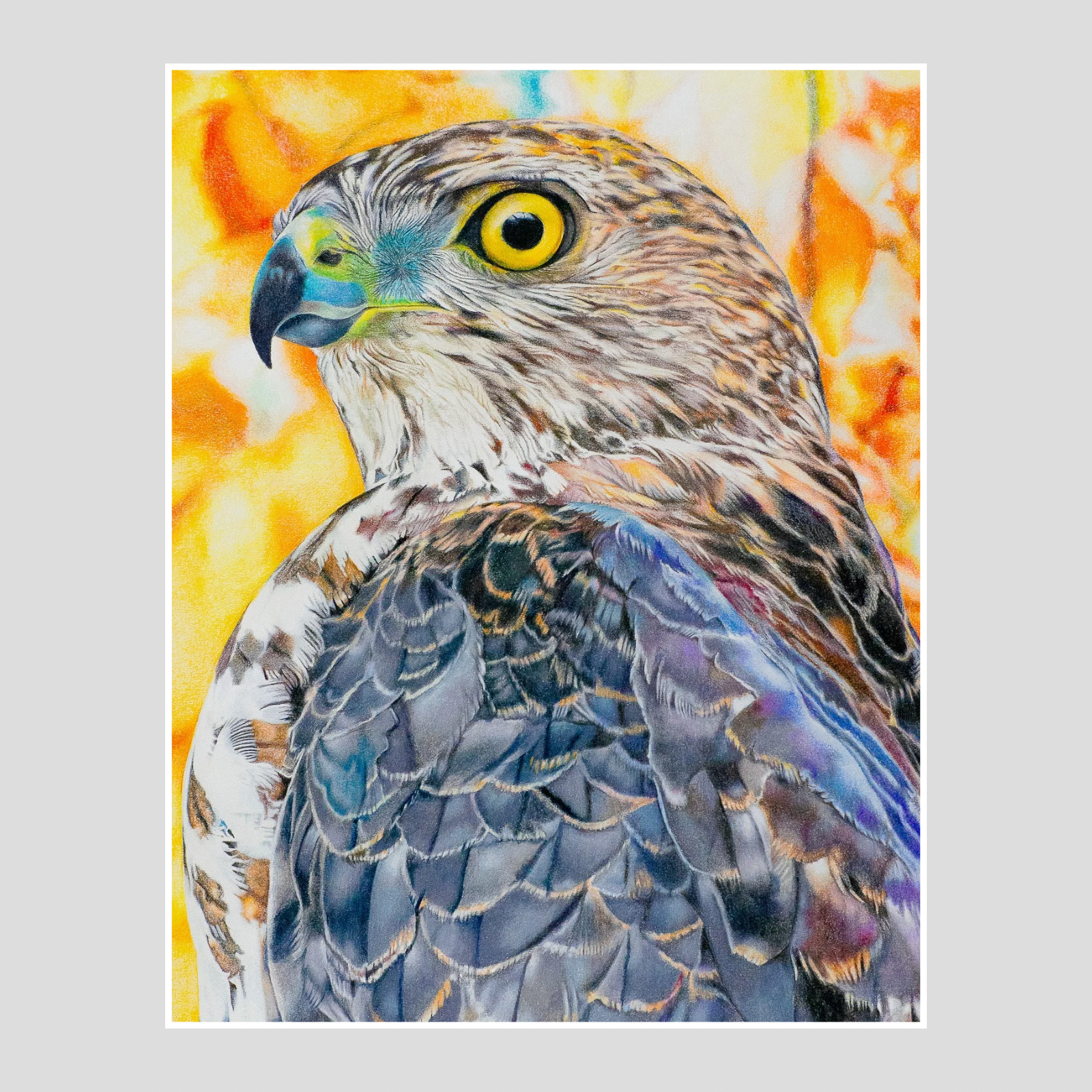 Cooper's Hawk in the Fall (Original)