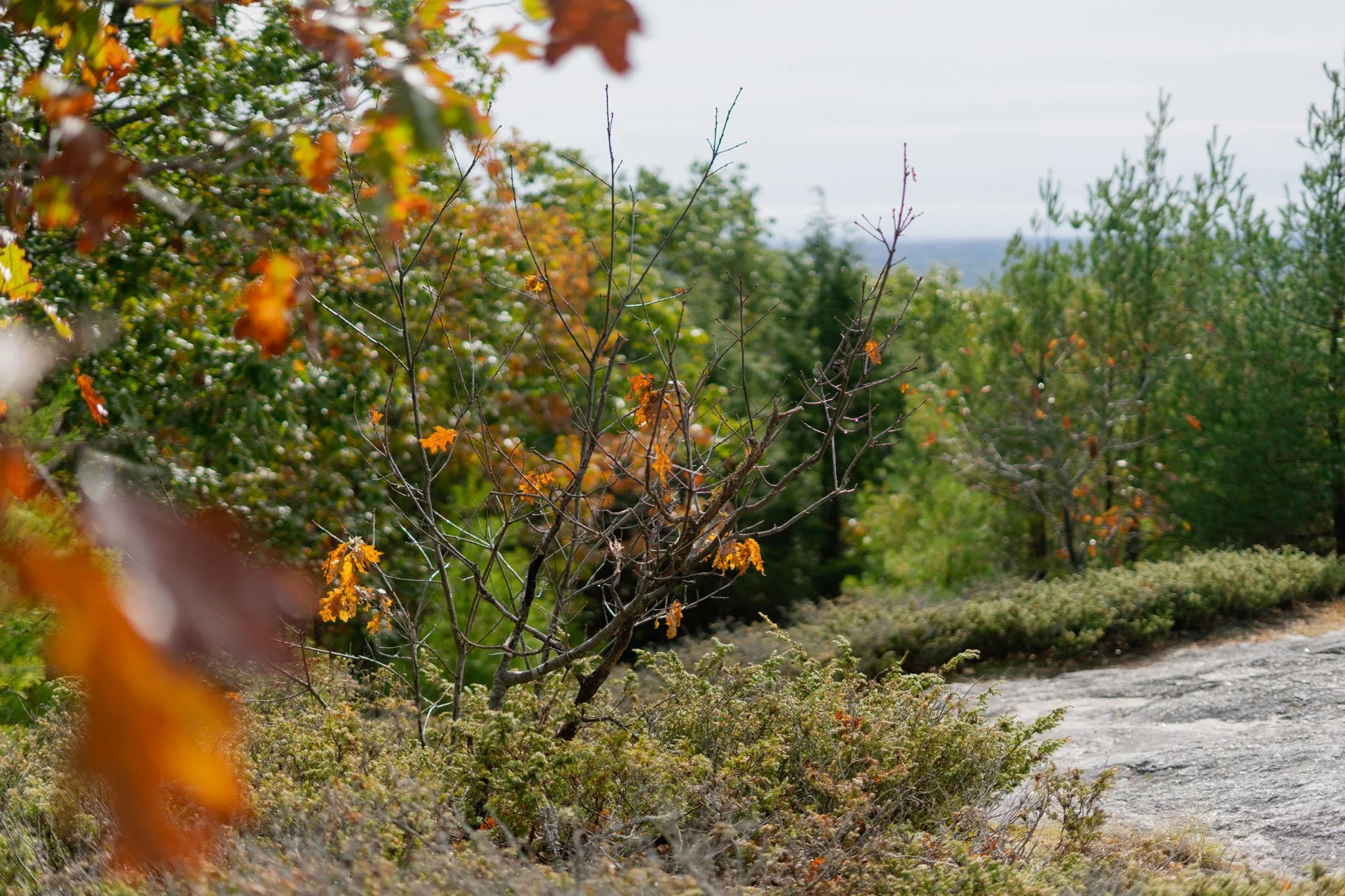 suprise-wedding-proposal-engagement-photography-bradburymt-freeport-maine-1.JPG