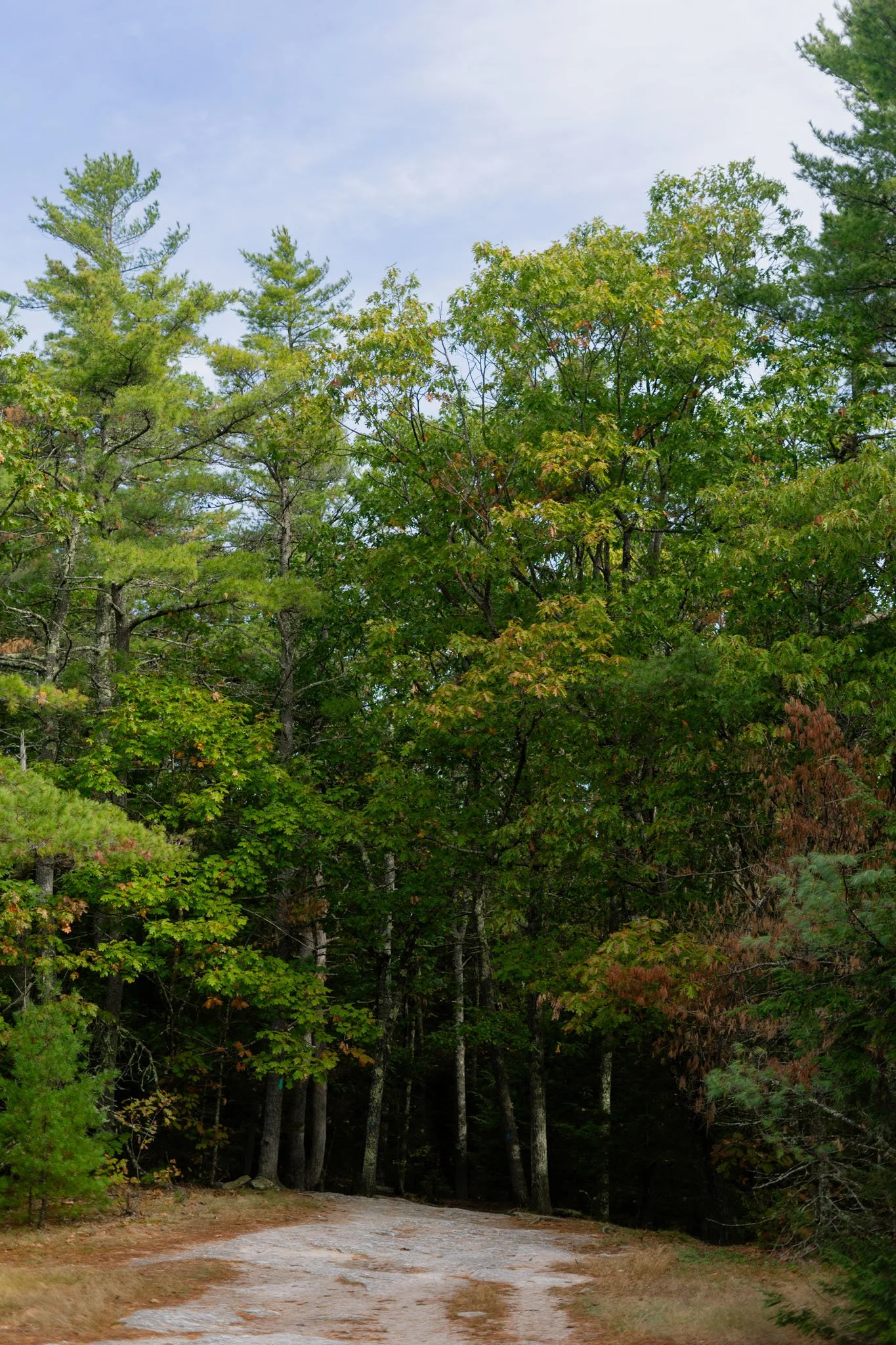 suprise-wedding-proposal-engagement-photography-bradburymt-freeport-maine-3.JPG