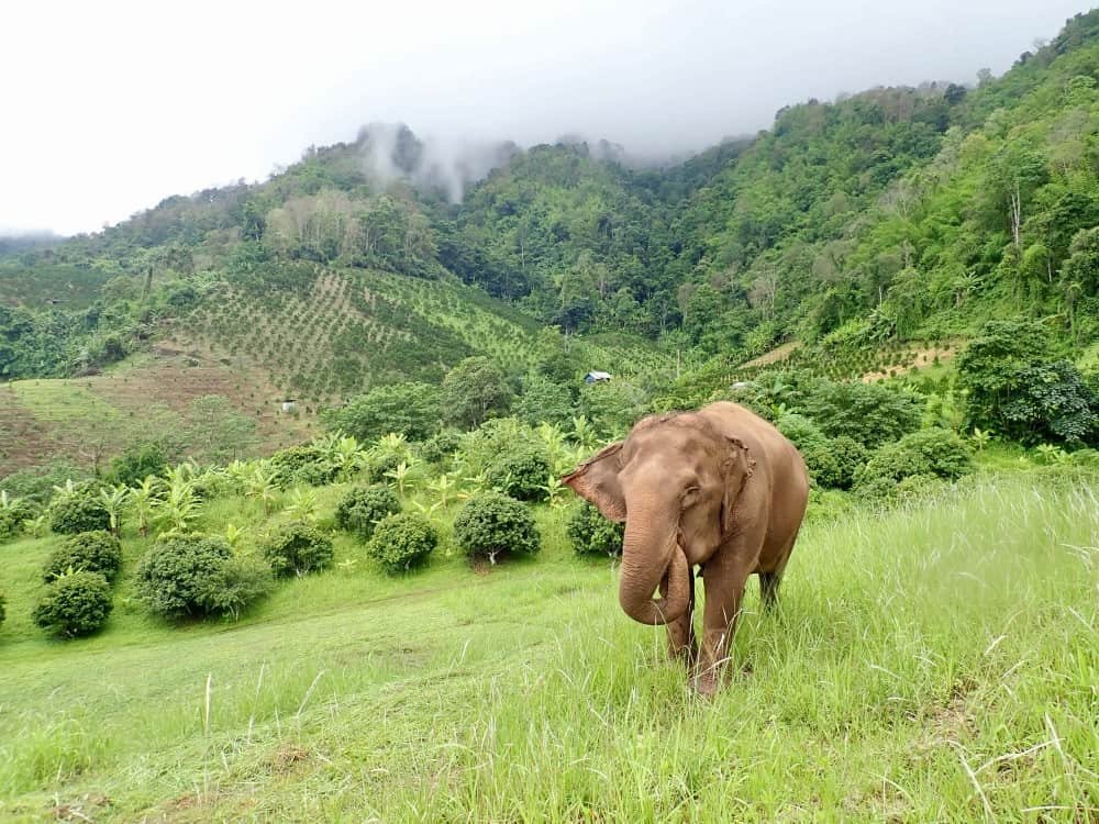 Elephant walk in the Highlands.