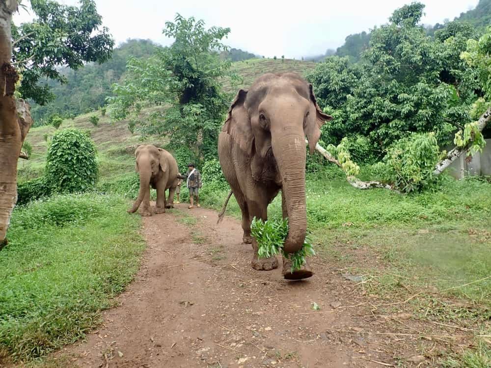 Ethical elephant walks in Chiang Mai