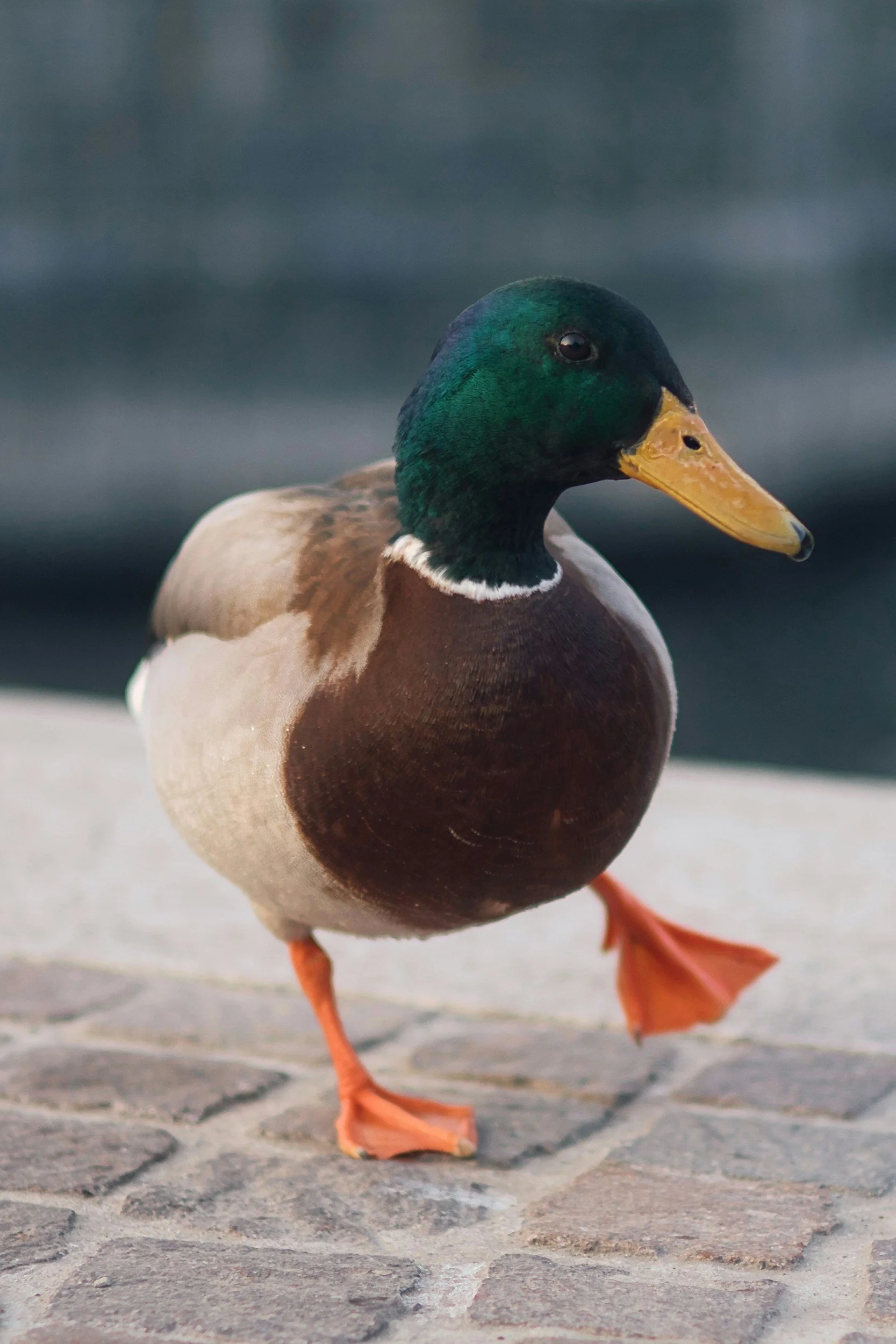 Duck Brand Stuck at Prom Contest 2026 - Win a $10,000 Scholarship
