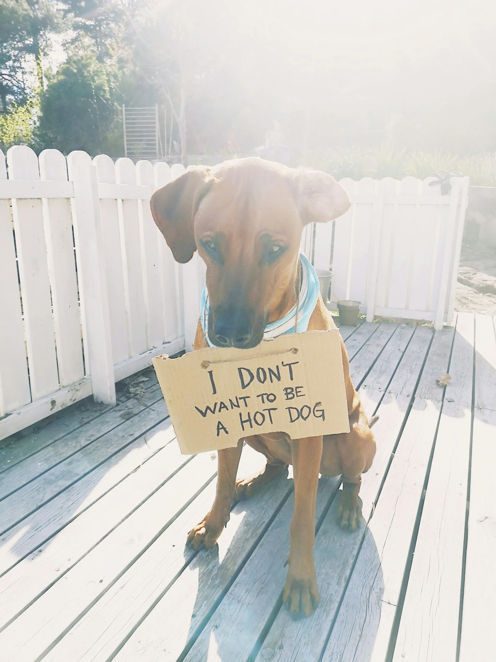 Blue Buffalo Wedding Pup Perks Sweepstakes – Win a $1,000 Dog Tax Credit and Free Dog Food
