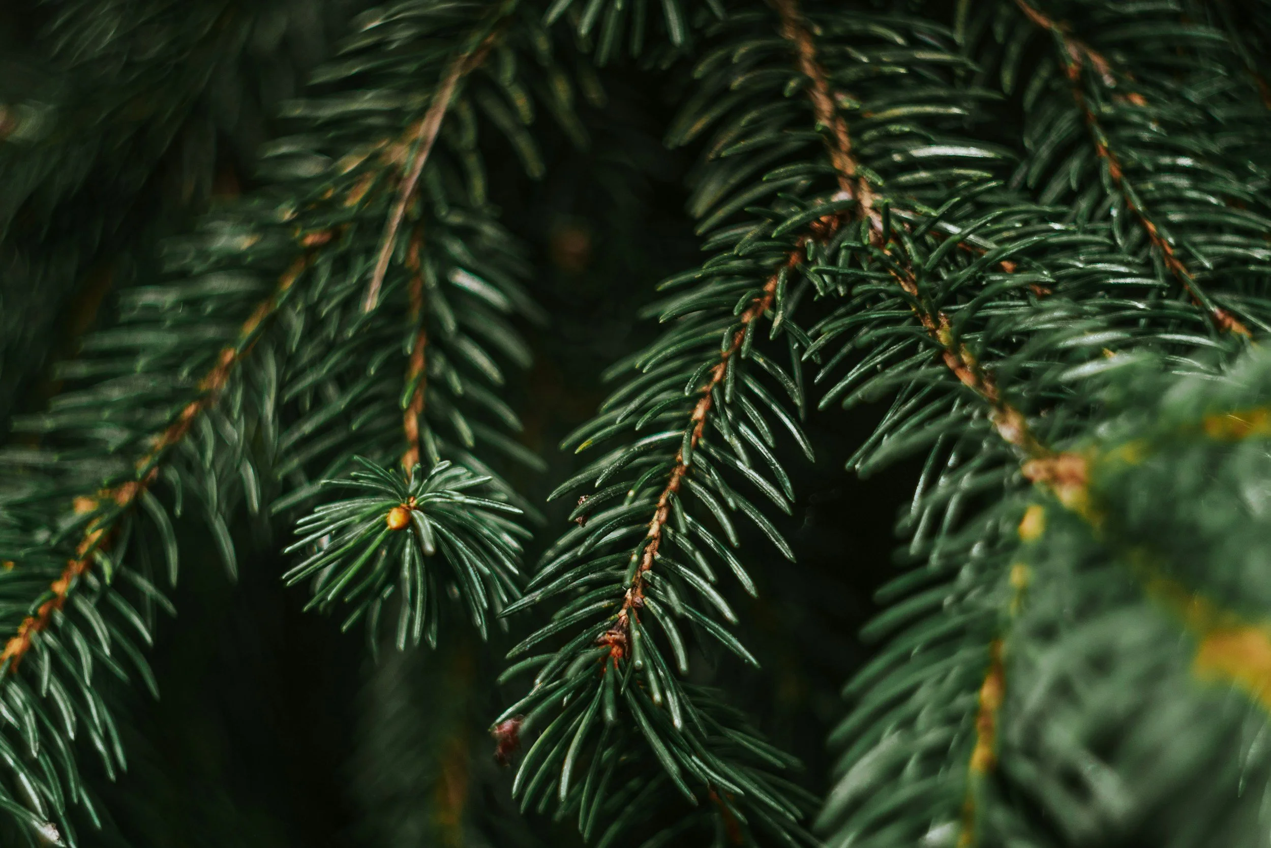 Spruce Wedding Savings Boost Sweepstakes – Win $1,000 Monthly