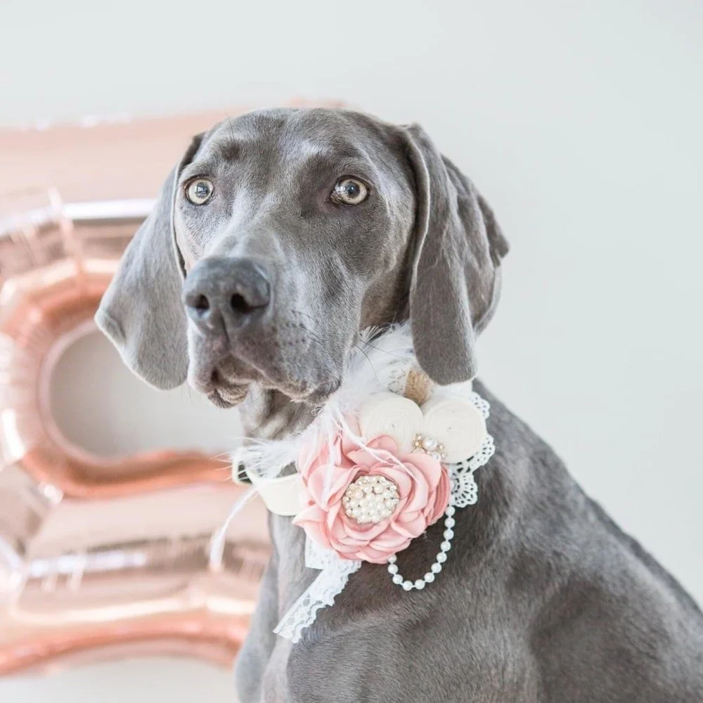 White Ring Bearer Dog Collar and Leash