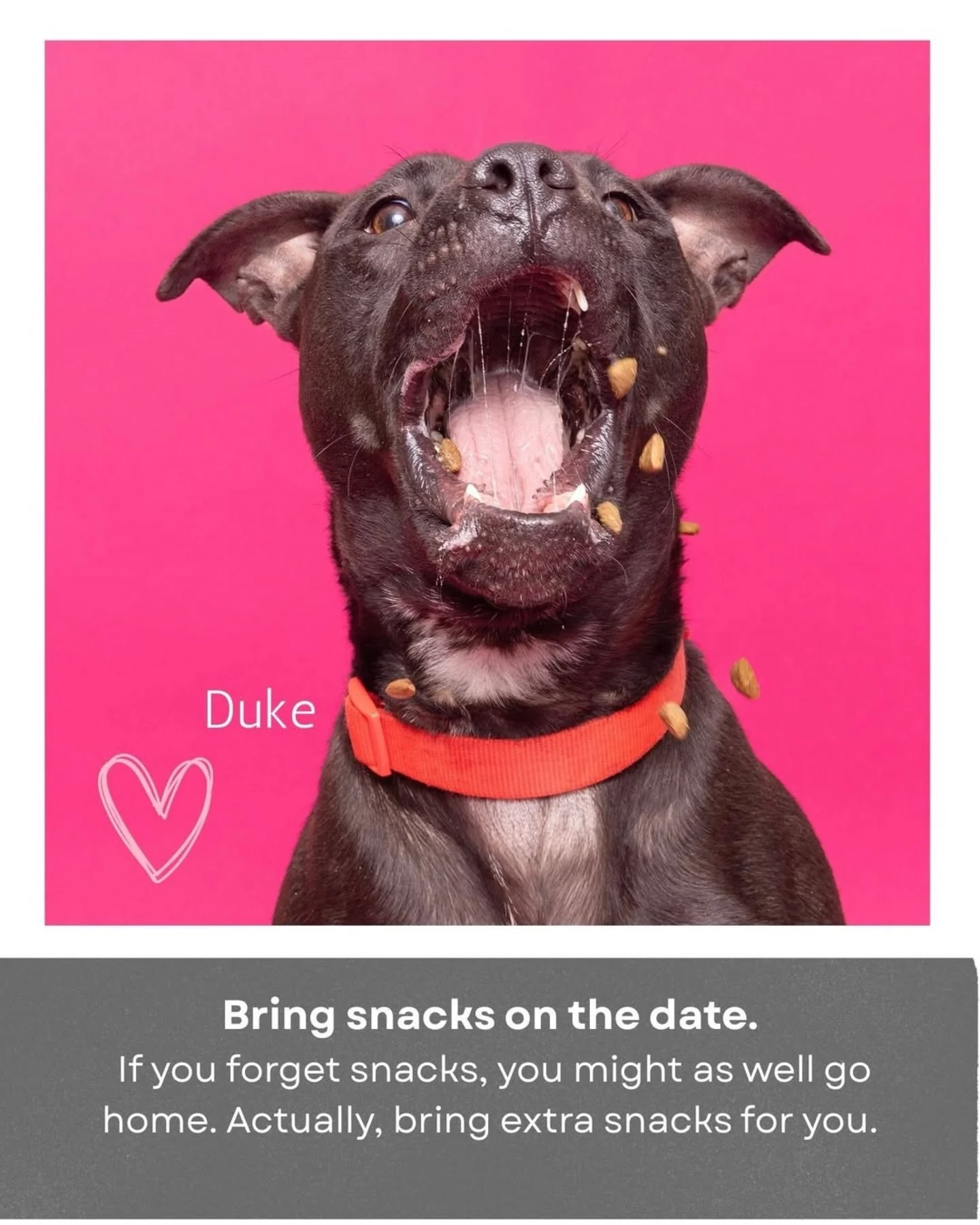 Just in time for Valentine&rsquo;s Day, our adoptable dogs and cats have entered their unsolicited advice era&hellip; and honestly, some of you need to hear it. 

All of them agree on one universal truth:
The healthiest relationship you&rsquo;ll have