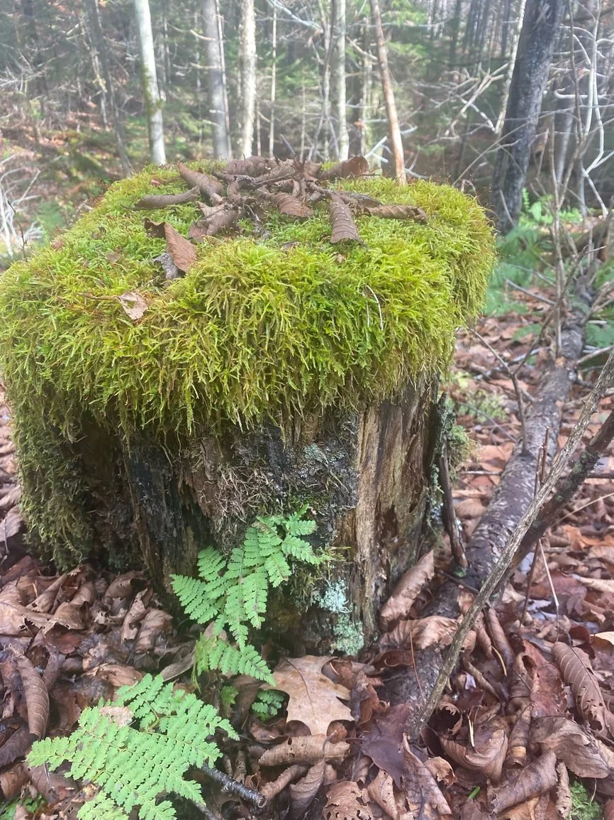 The Graze V.137: Nothing is Lost