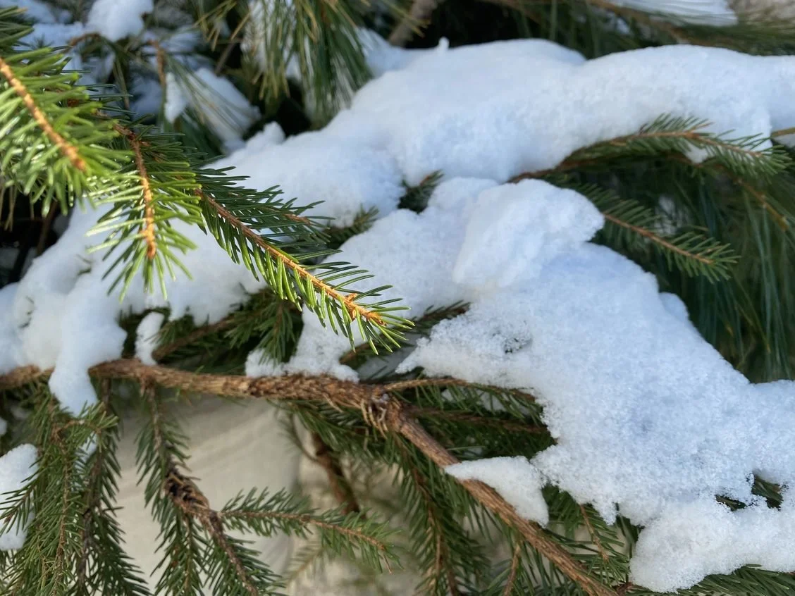 The Graze V.138: Holy Mess