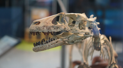 	 'Unearth A Story' with the Science Museum of Minnesota!