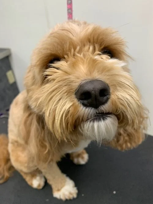 Best Pet Grooming Green Bay WI Poochies and Mutts — Poochies & Mutts, Inc