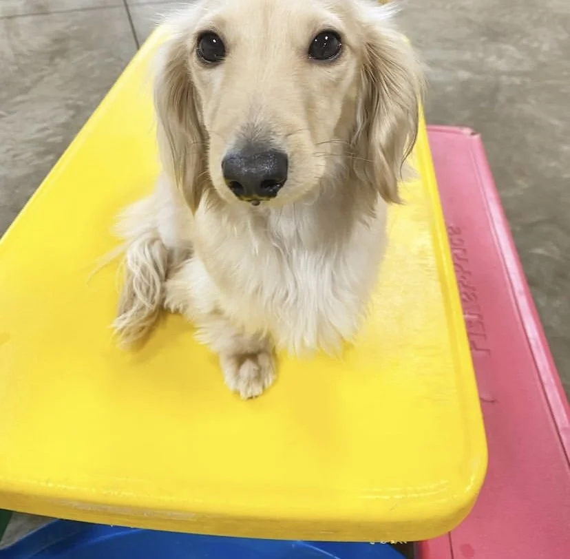 Best Pet Boarding Green Bay WI Poochies and Mutts — Poochies & Mutts, Inc