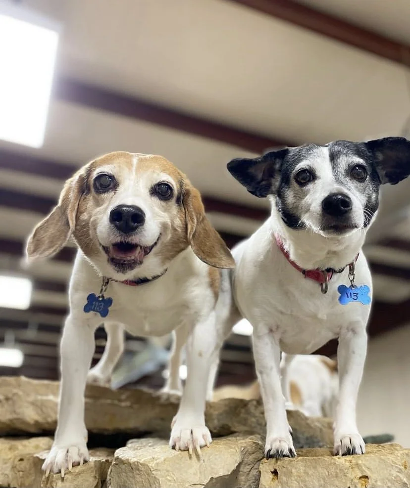 Best Pet Grooming Green Bay WI Poochies and Mutts — Poochies & Mutts, Inc