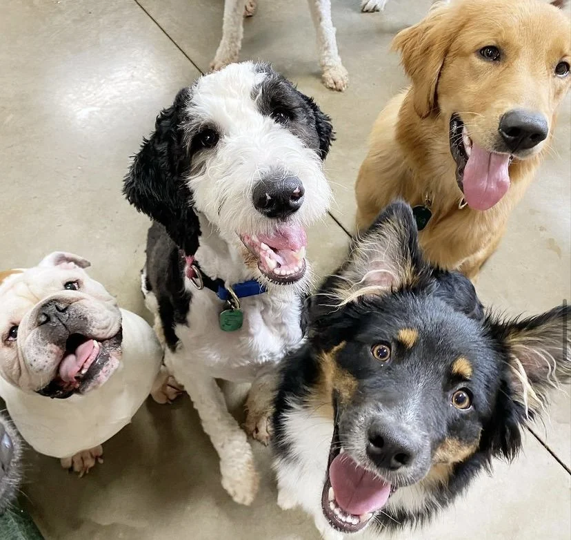 About Us | Poochies and Mutts — Poochies & Mutts, Inc