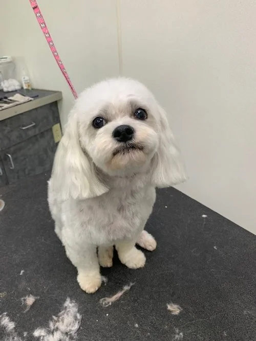 Best Pet Grooming Green Bay WI Poochies and Mutts — Poochies & Mutts, Inc