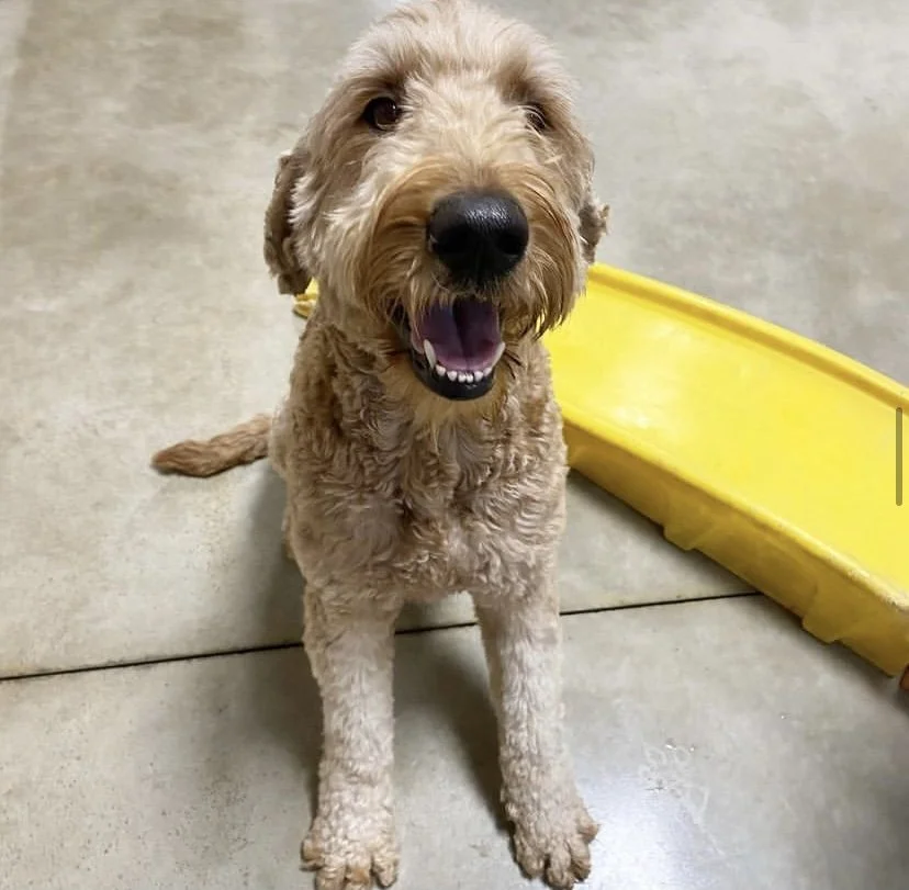 Best Pet Boarding Green Bay WI Poochies and Mutts — Poochies & Mutts, Inc