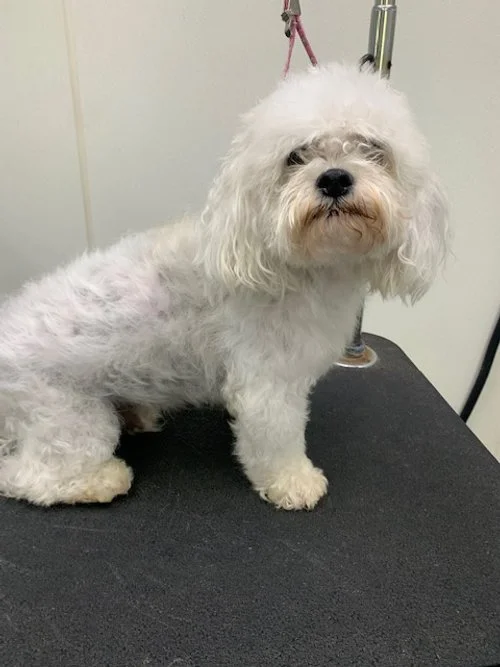 Best Pet Grooming Green Bay WI Poochies and Mutts — Poochies & Mutts, Inc