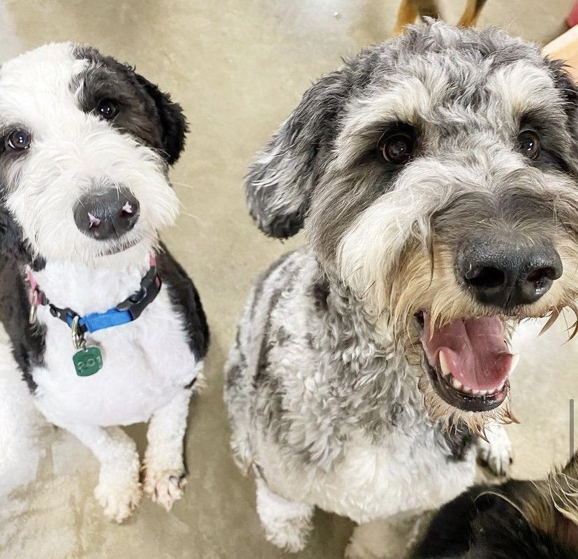 Best Pet Grooming Green Bay WI Poochies and Mutts — Poochies & Mutts, Inc