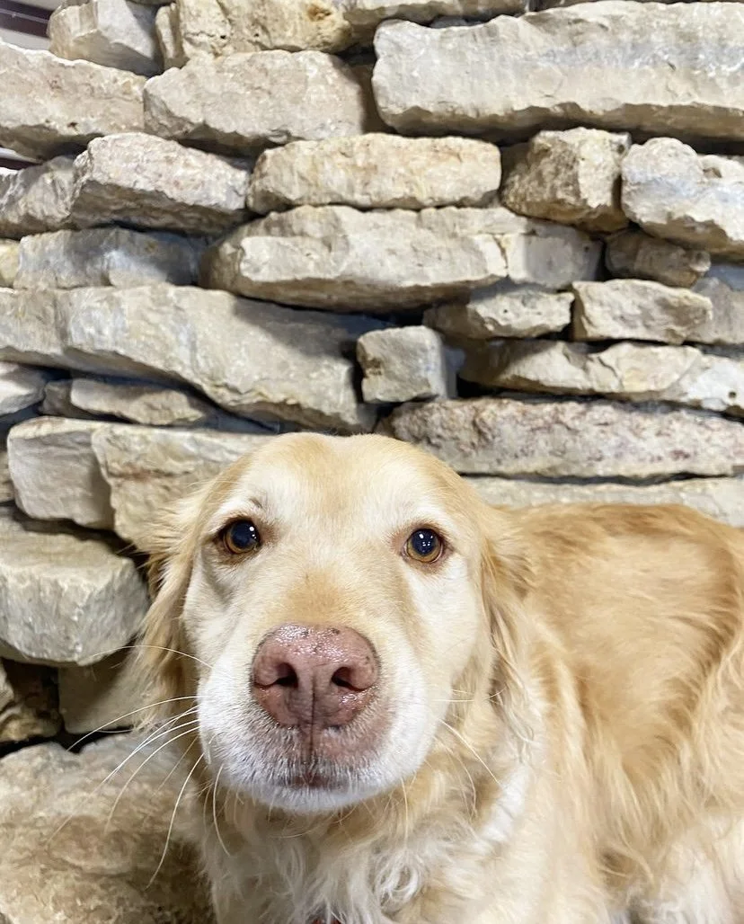 Best Dog Boarding Green Bay WI Poochies and Mutts — Poochies & Mutts, Inc