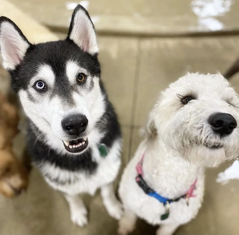 About Us Poochies and Mutts — Poochies & Mutts, Inc