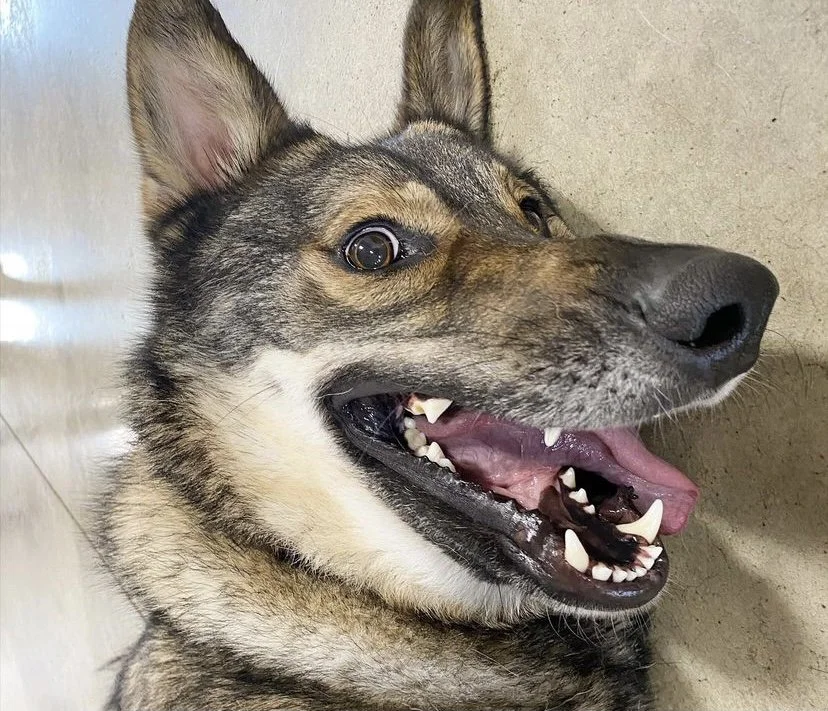 Pet Daycare Jobs