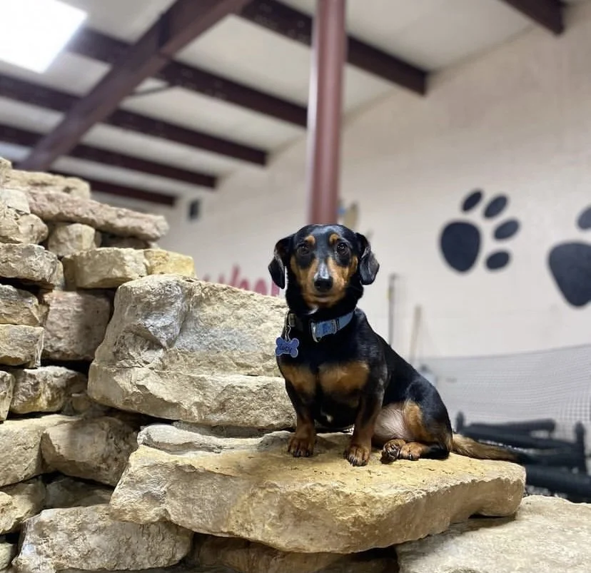 Best Dog Daycare Green Bay WI Poochies and Mutts — Poochies & Mutts, Inc