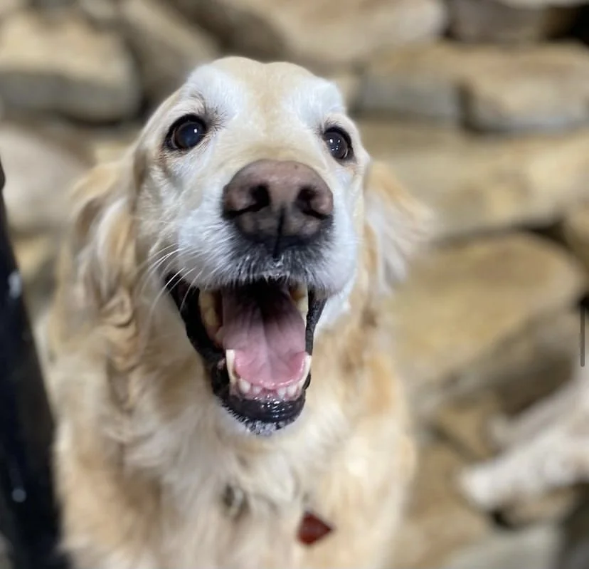 Best Dog Daycare Green Bay WI Poochies and Mutts — Poochies & Mutts, Inc