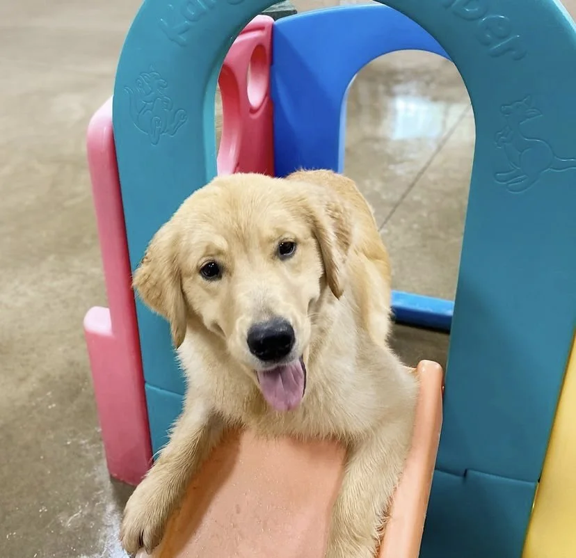 Best Dog Boarding Green Bay WI Poochies and Mutts — Poochies & Mutts, Inc