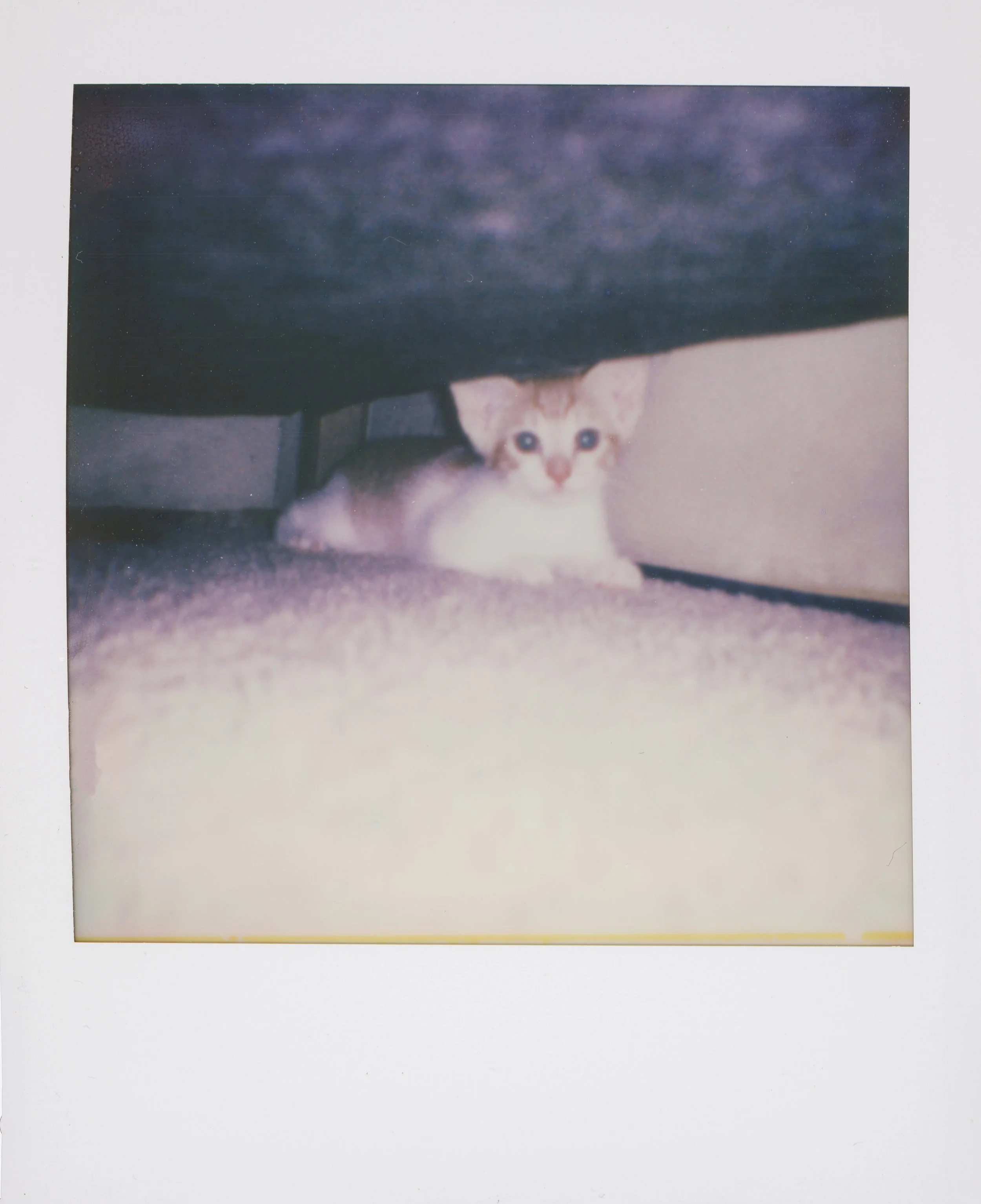 Polaroid instant photo of a cream and white kitten peeking out from under a couch