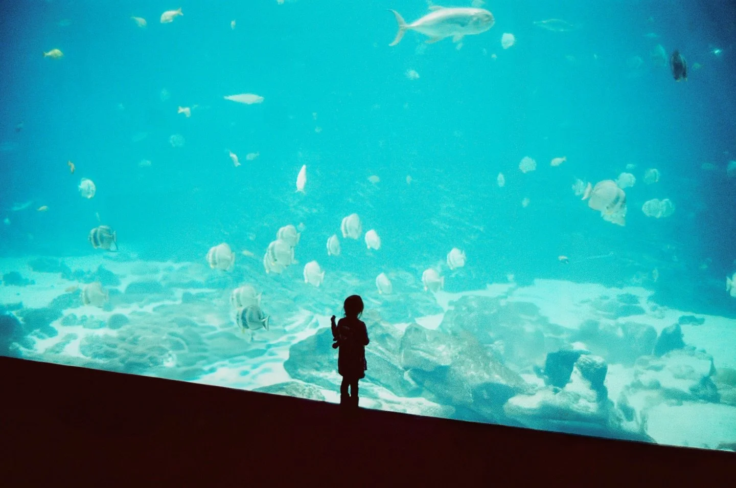 A day at the aquarium

📷: Leica M6, 35mm Summilux f/1.4 ASPH
🎞️: Lomography 800