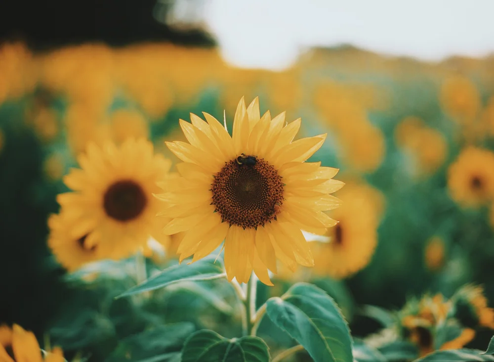 Nature collection photograph