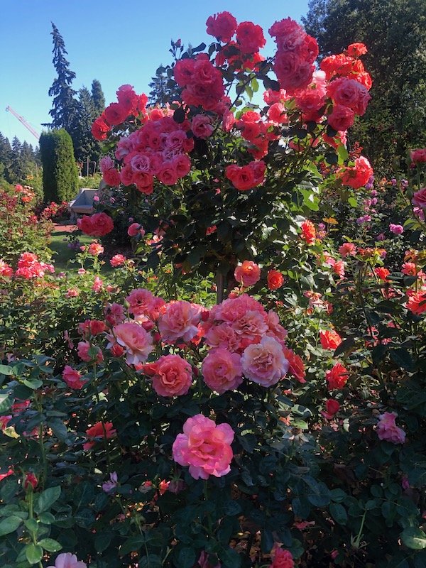 Portland-Rose-Garden-Washington-Park-Oregon.jpeg
