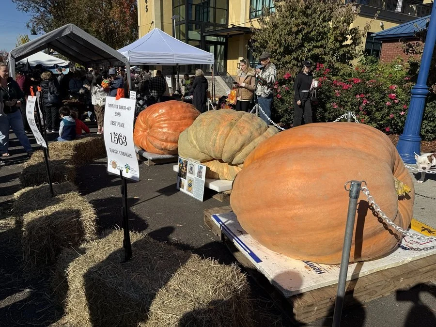 Giant pumpkin winners at West Coast Giant Pumpkin Regatta Oregon