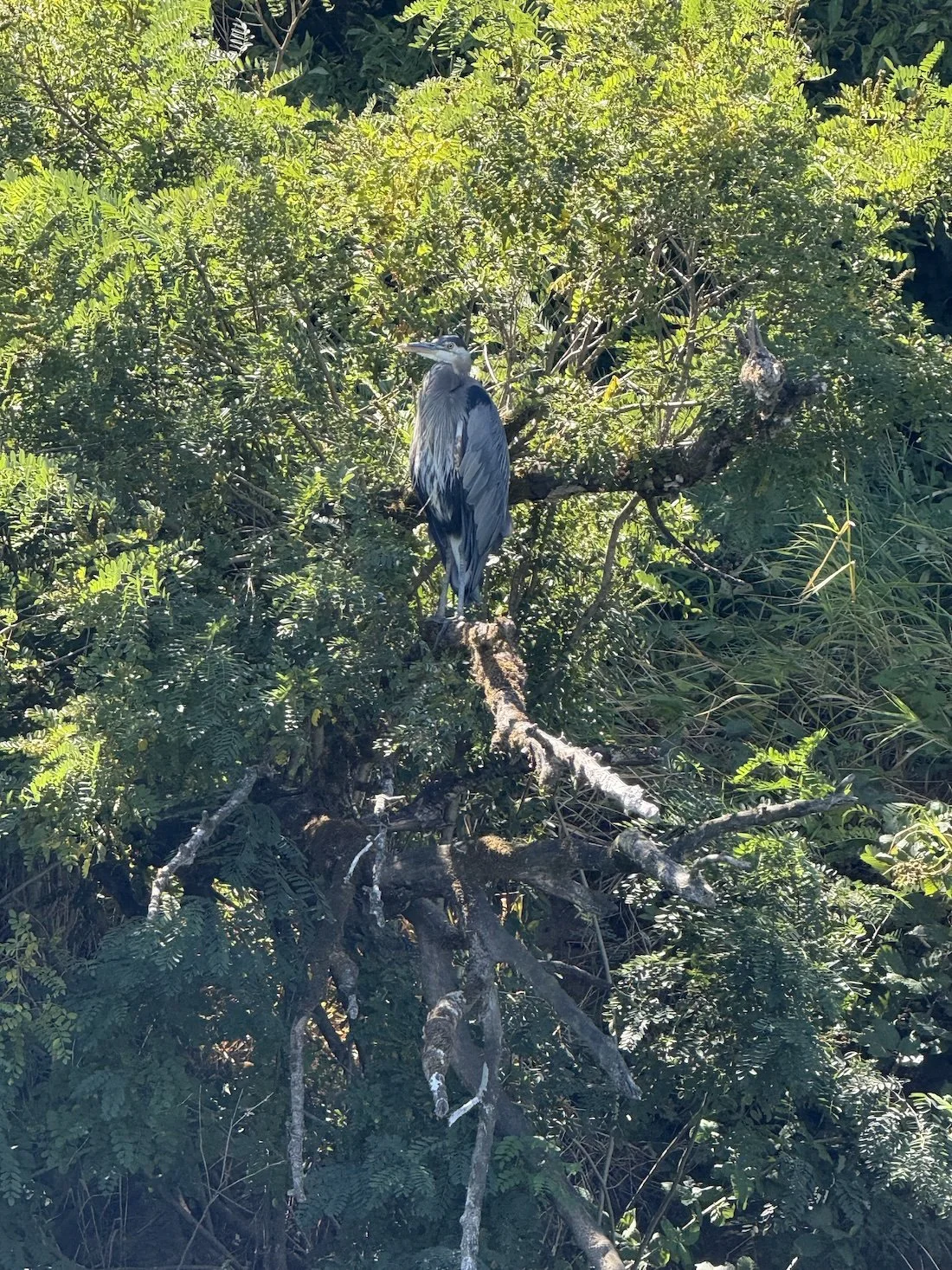 egret-wild-washington-kayaking-wildlife-washington state.jpeg