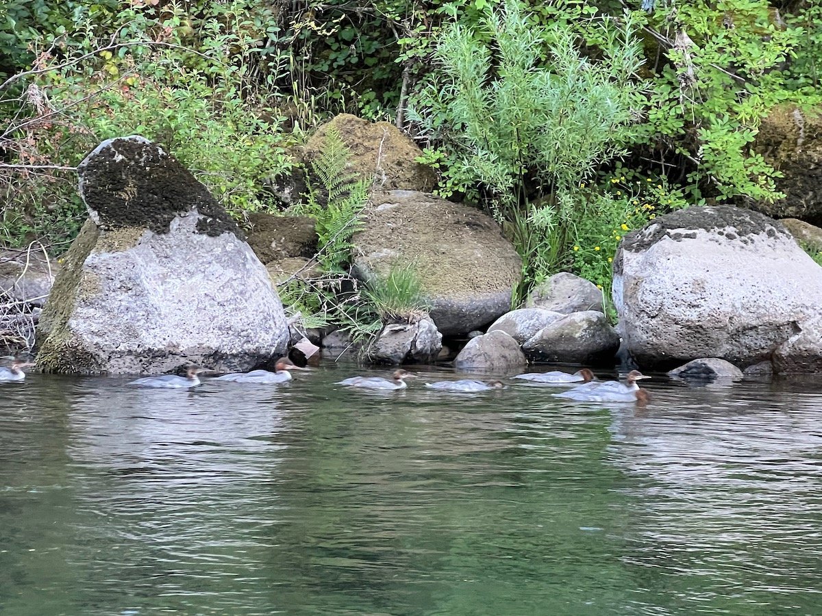 wild ducks on the wind river in washington state from kayak
