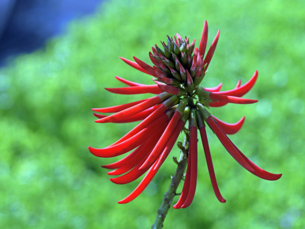 health-wellness_body-mind-spirit_sleep-issues_mulungu-rainforest-remedy-for-insomnia_2714×1811_101175877-600x450.jpg