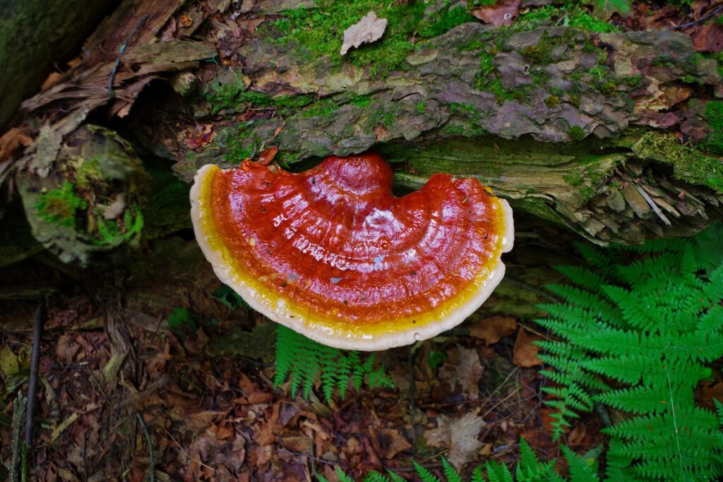 shutterstock_1115292062-1024x683.jpg