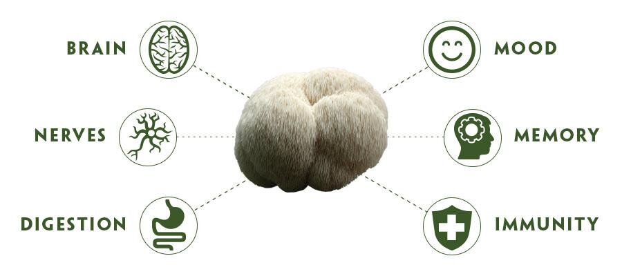 PRODUCT-PAGE-BENEFITS-LIONS-MANE.jpg