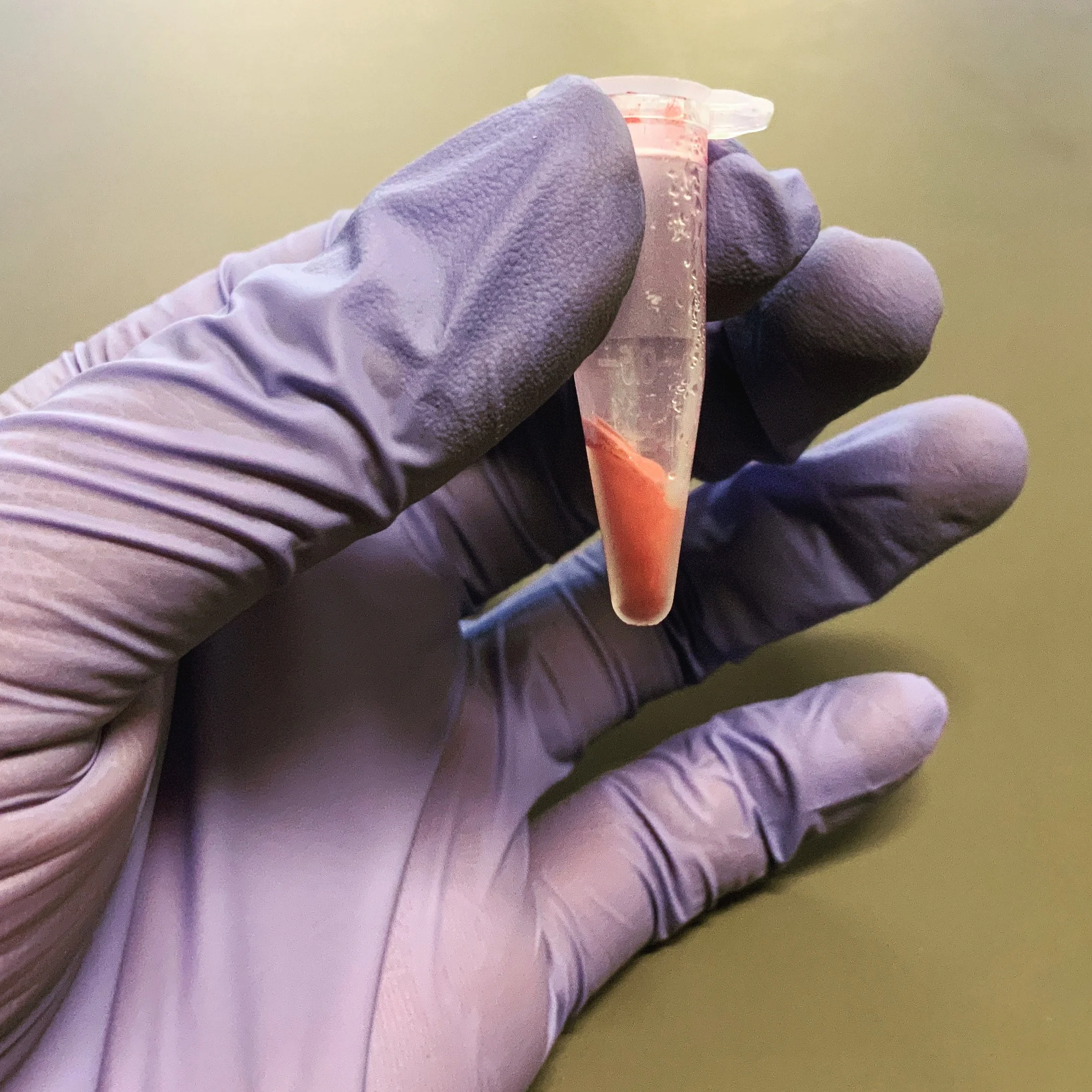 Growing and naming a new bacteria species