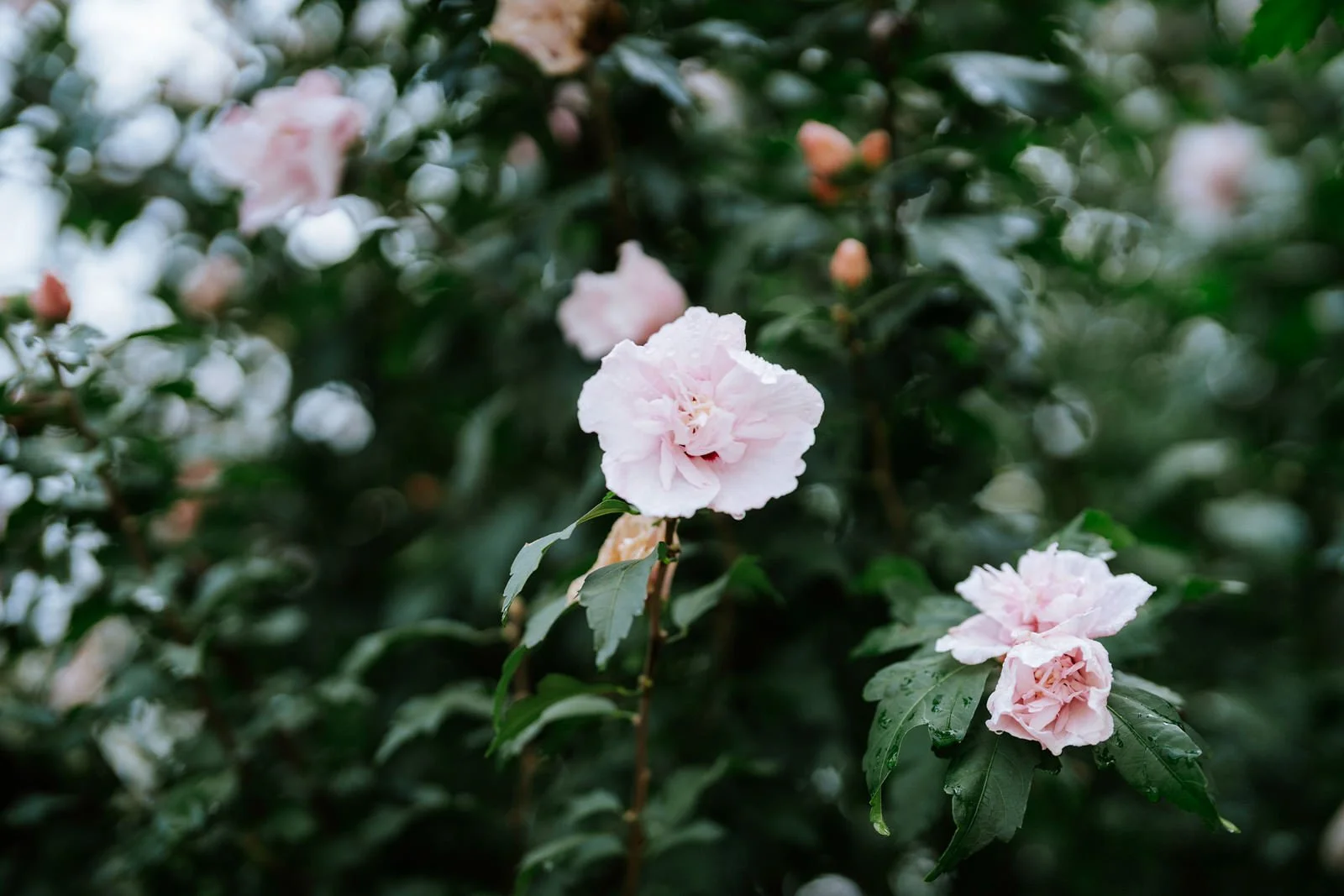 isabella_rohan_elopement_web--49.jpg