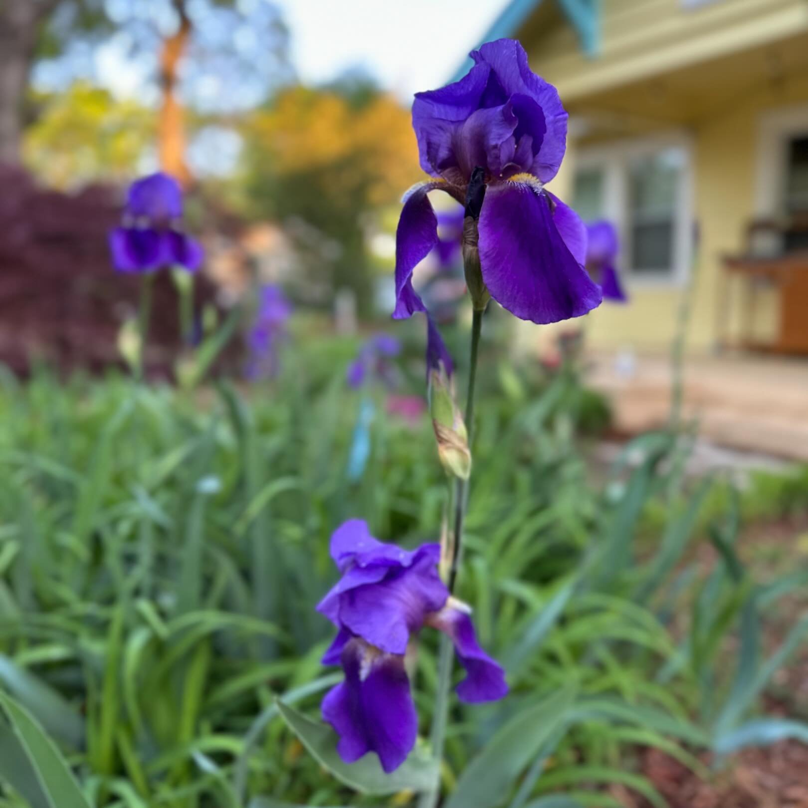 Happy Friday neighbors!  You made it through the week. It&rsquo;s a gorgeous day in #Villaheights &mdash; enjoy the beautiful weather this weekend. 

💐